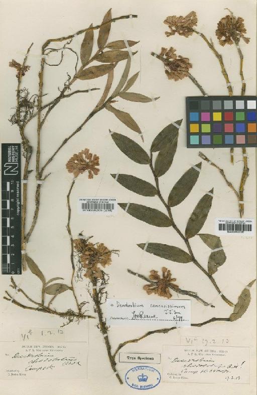 Dendrobium concavissimum J.J.Sm. - BM000958080