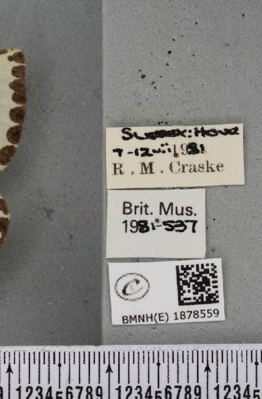 Abraxas grossulariata (Linnaeus, 1758) - BMNHE_1878559_label_437599