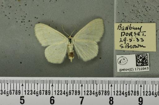 Scopula floslactata floslactata (Haworth, 1809) - BMNHE_1716943_271559