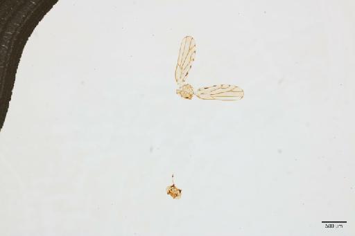 Trioza messaratina Hollis, 1984 - 010719227_b