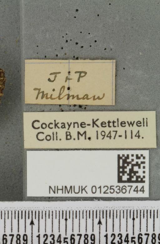 Polymixis lichenea ab. evalensis Siviter Smith, 1942 - NHMUK_012536744_a_label_645884