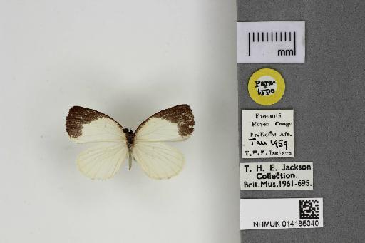 Liptena decipiens etoumbi Stempffer, Bennett & May, 1974 - 014185040_Liptena_decipiens_etoumbi_Dorsal