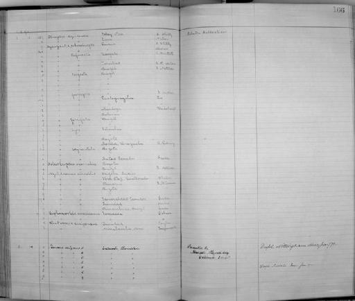 Eleothreptus anomalus - Zoology Accessions Register: Aves (Skins): 1888 -1892: page 166