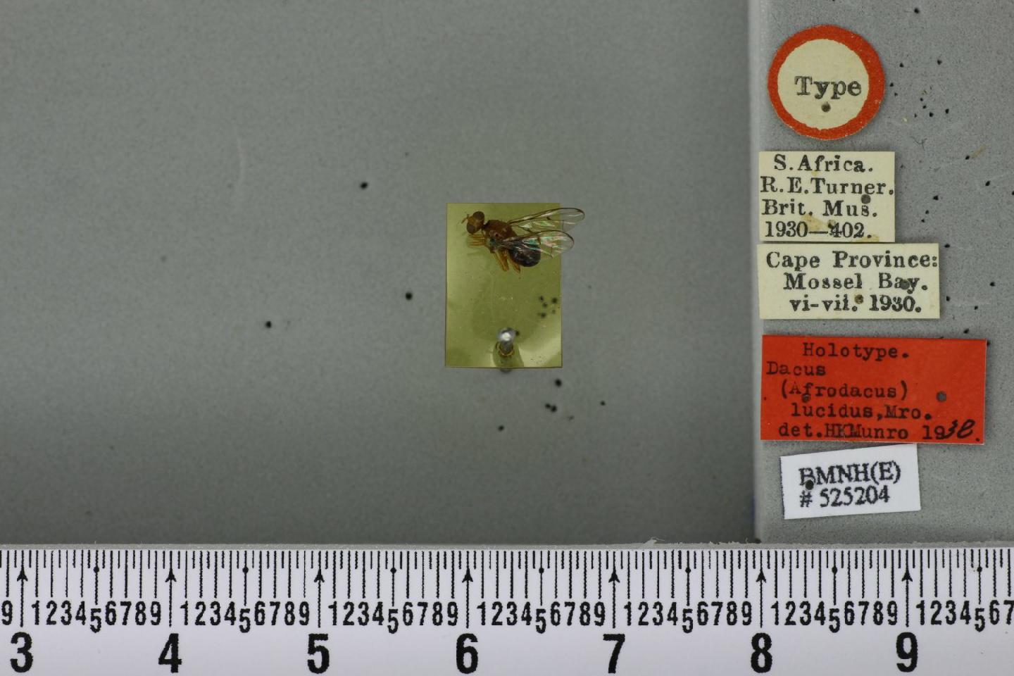 Bactrocera lucida