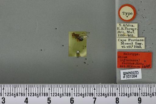 Bactrocera (Daculus) lucida (Munro, 1939) - BMNHE_525204_35094