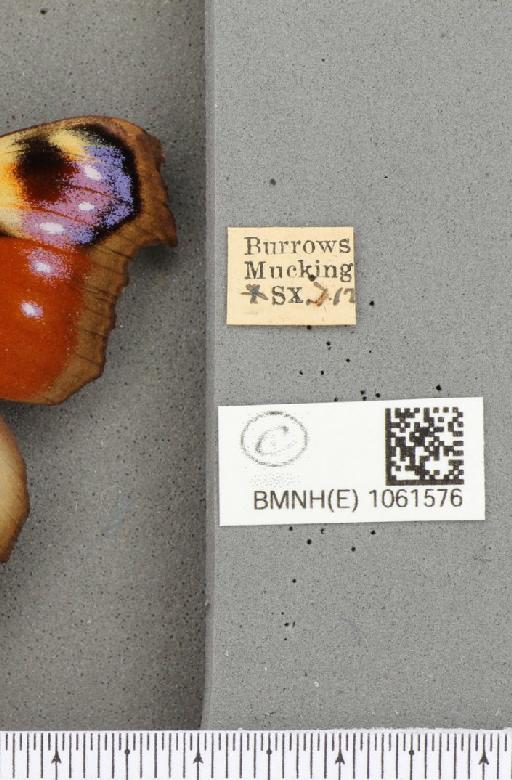 Aglais io (Linnaeus, 1758) - BMNHE_1061576_label_22170
