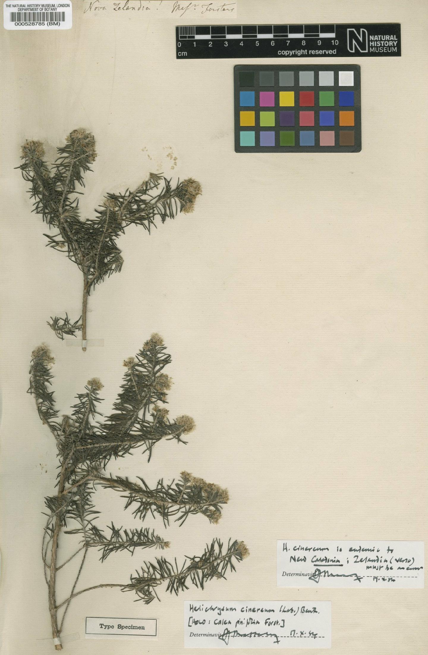 To NHMUK collection (Helichrysum cinereum (Labill.) Benth.; Holotype; NHMUK:ecatalogue:4977257)