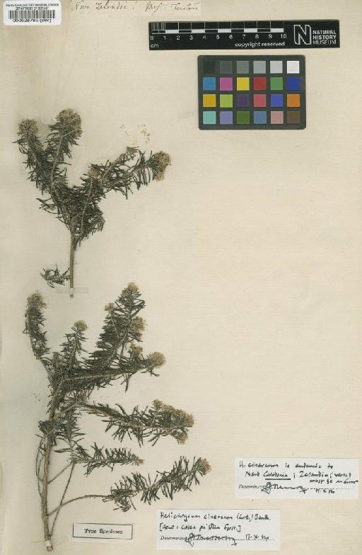 Helichrysum cinereum (Labill.) Benth. - BM000528785