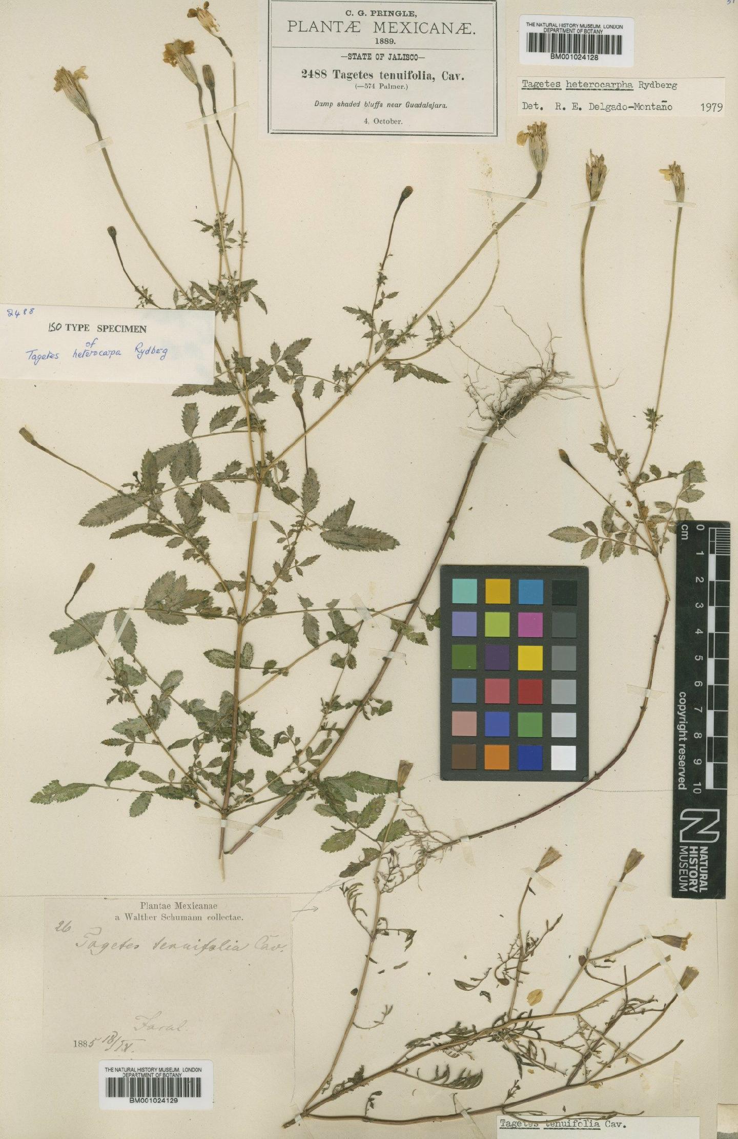 To NHMUK collection (Tagetes heterocarpha Rydb.; Isotype; NHMUK:ecatalogue:622892)