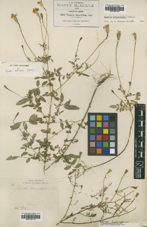 Tagetes heterocarpha Rydb. - BM001024128