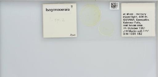 Isogonoceraia Tuthill, 1964 - 013483013_117198_1146272_157715_NonType_result