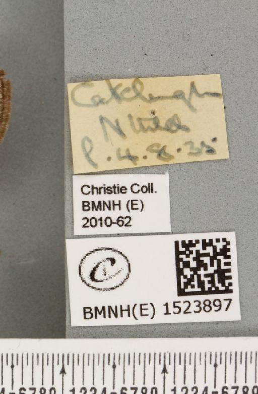 Trichiura crataegi (Linnaeus, 1758) - BMNHE_1523897_label_202435