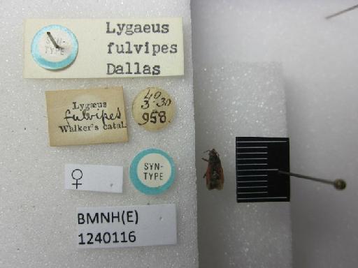 Lygaeus fulvipes Dallas, 1852 - Lygaeus fulvipes-BMNH(E)1240116-Syntype female dorsal & labels 2