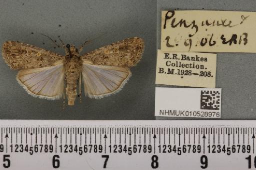Spodoptera exigua ab. variegata Dannehl, 1929 - NHMUK_010528976_582912