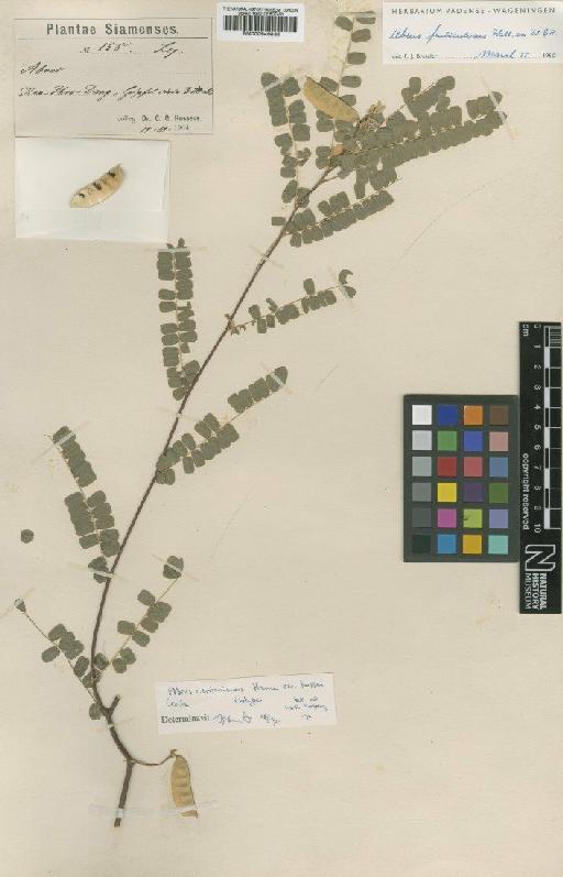 Abrus pulchellus subsp. cantoniensis (Hance) Verdc. - BM000946835