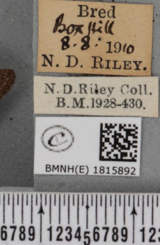 Eupithecia pusillata (Denis & Schiffermüller, 1775) - BMNHE_1815892_label_384956