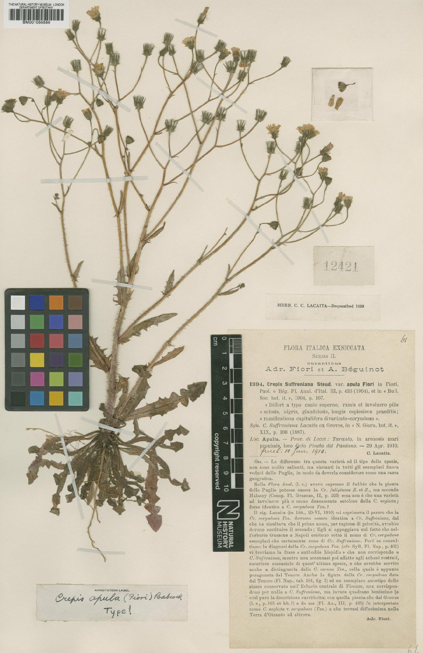 To NHMUK collection (Crepis suffreniana subsp. apula (Fiori) P.D.Sell; Type; NHMUK:ecatalogue:2395611)