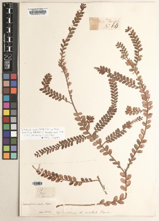 Appendicula ovalis (Schltr.) J.J.Sm. ex Mansf. - BM001234428