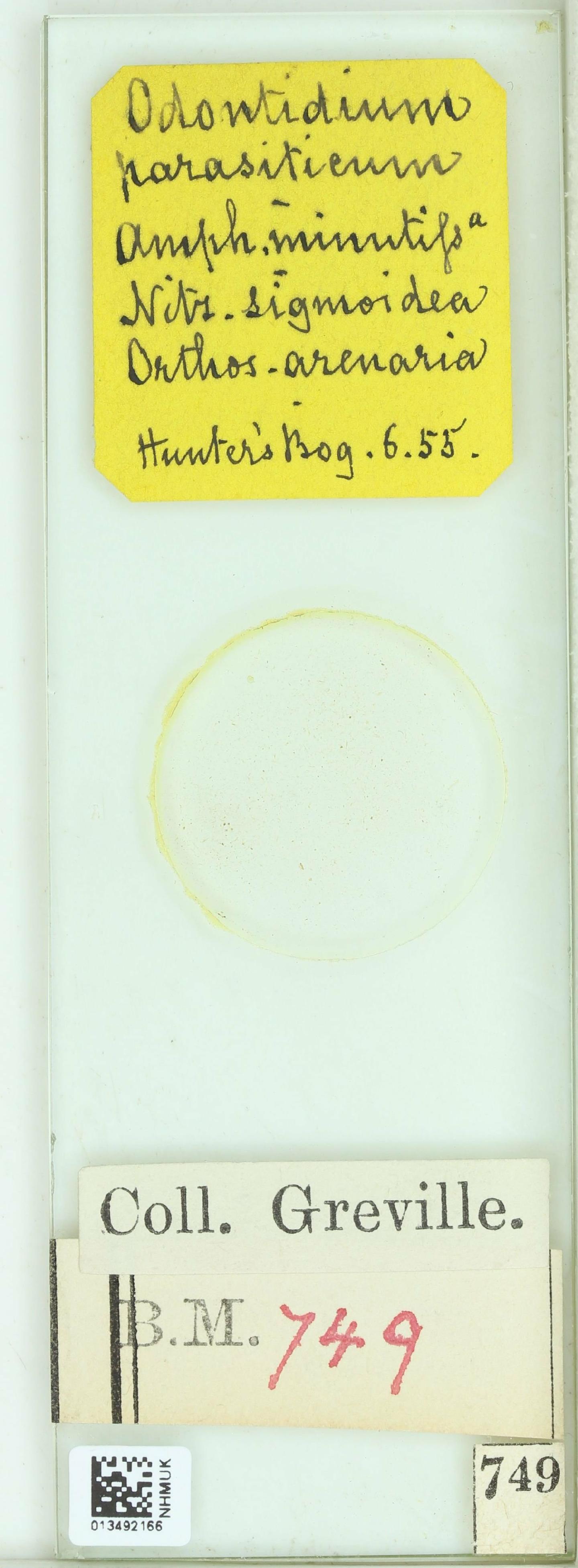 To NHMUK collection (Odontidium parasiticum W.Sm.; NHMUK:ecatalogue:4730647)