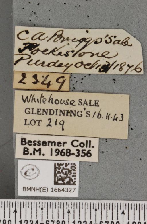 Utetheisa pulchella (Linnaeus, 1758) - BMNHE_1664327_label_283466