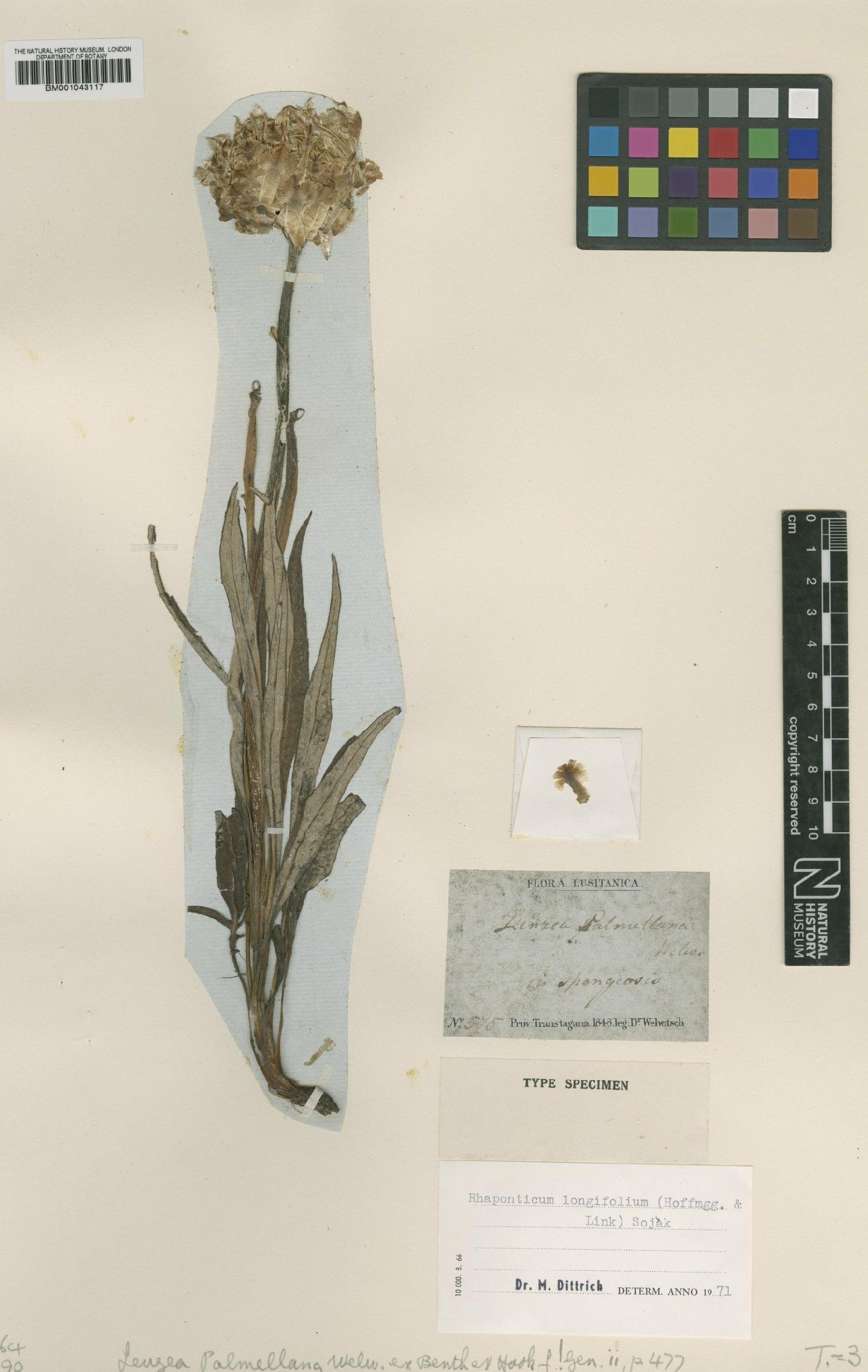 To NHMUK collection (Leuzea longifolia Hoff & Link; Type; NHMUK:ecatalogue:1986043)