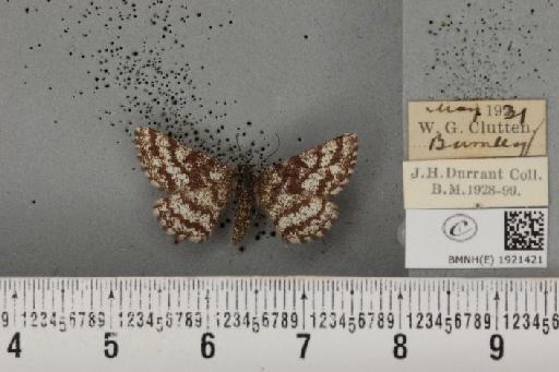 Ematurga atomaria (Linnaeus, 1758) - BMNHE_1921421_486750