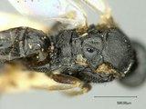 Apanteles leucostigmus (Ashmead, 1900) - Apanteles_leucostigmus_holotype_mesosoma_3