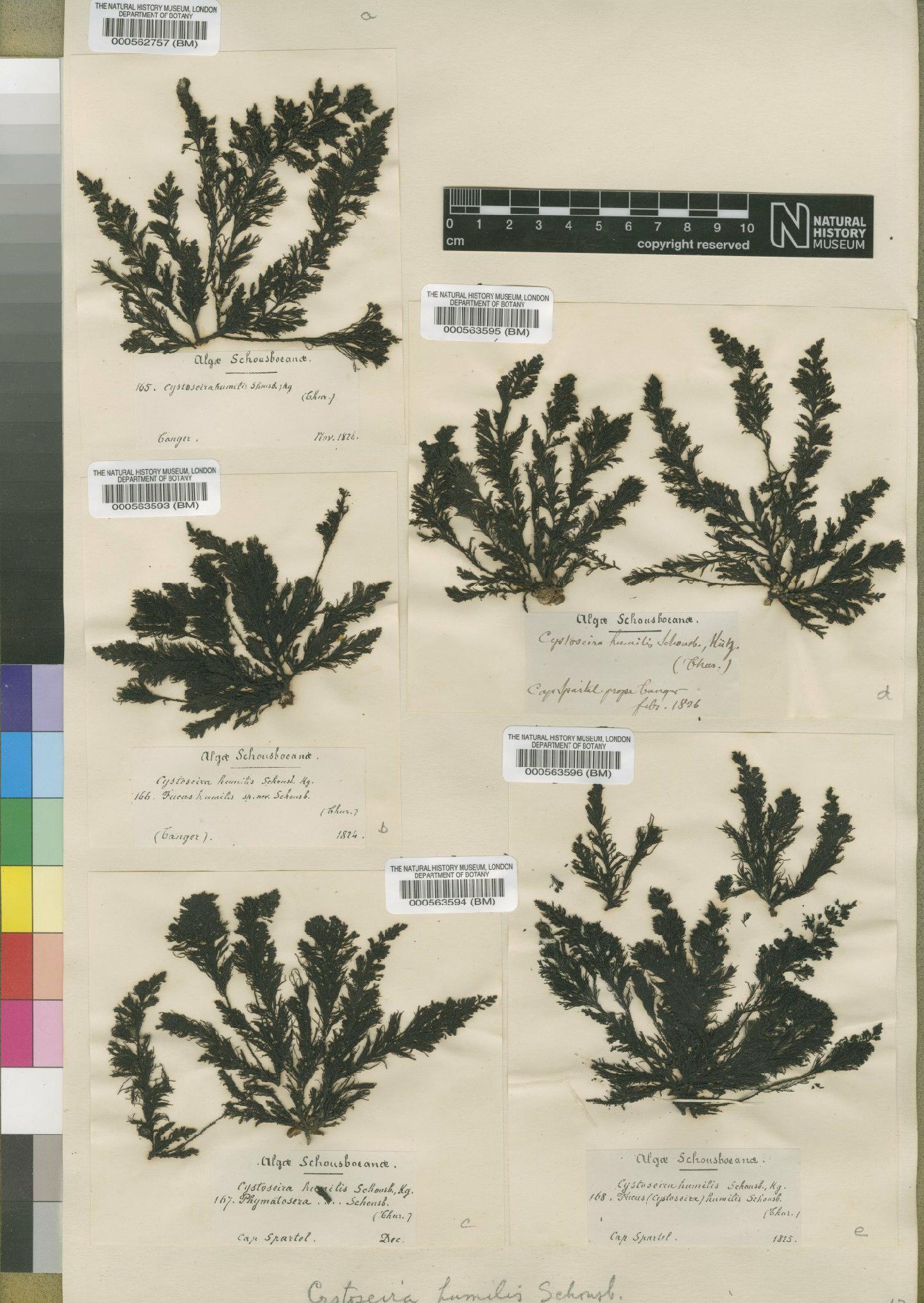 To NHMUK collection (Cystoseira humilis Schousb. ex K�tz.; Syntype; NHMUK:ecatalogue:4719707)