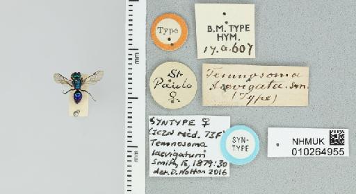 Temnosoma laevigatum Smith, F., 1879 - 010264955_834918_-