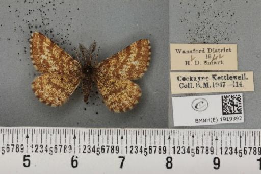 Ematurga atomaria (Linnaeus, 1758) - BMNHE_1919392_485720