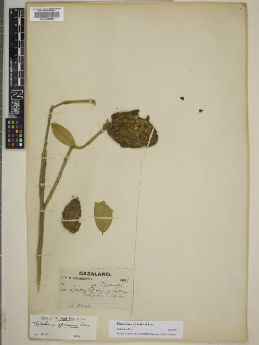 Thilachium africanum Lour. - BM000802390