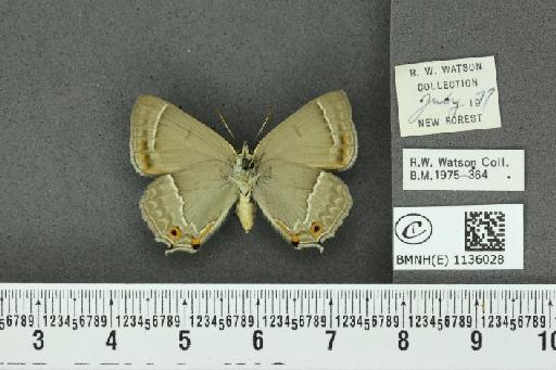 Neozephyrus quercus (Linnaeus, 1758) - BMNHE_1136028_94104