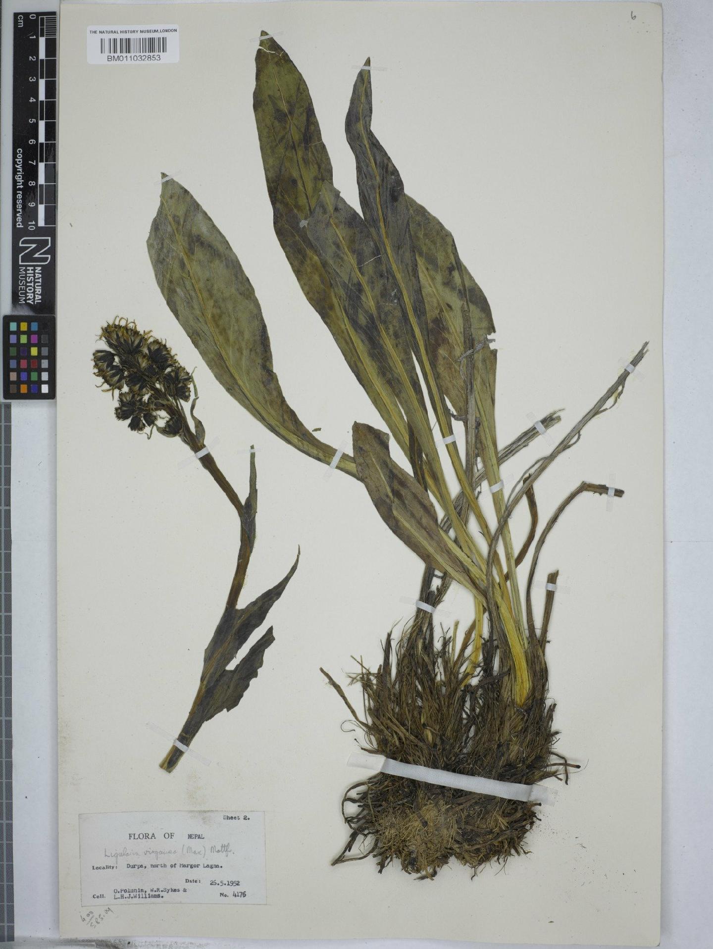 To NHMUK collection (Ligularia virgaurea (Maxim) Mattf.; NHMUK:ecatalogue:9156482)