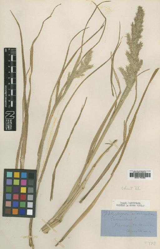 Polypogon mollis (Thouars) C.E.Hubb. & E.W.Groves - BM001042253