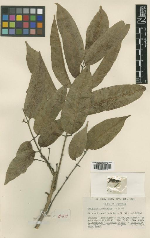 Dacryodes trinitensis Sandwith - BM000799004