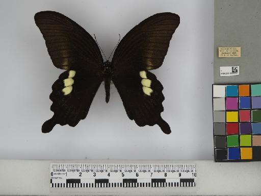 Papilio fuscus pertinax Wallace, 1865 - 010290337 Papilio fuscus