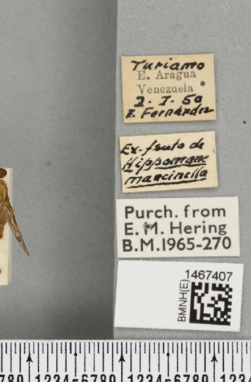 Anastrepha acris Stone, 1942 - BMNHE_1467407_label_40302