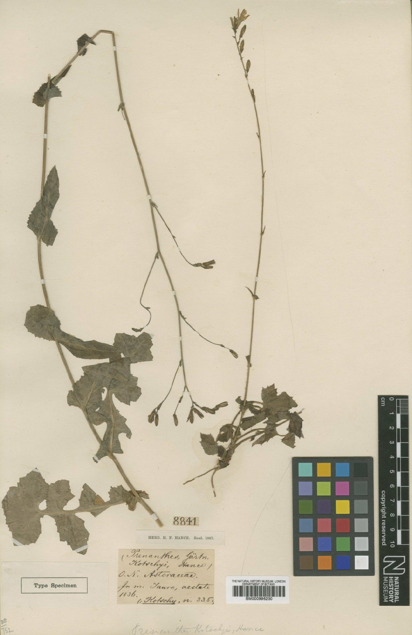 To NHMUK collection (Lactuca kotschyi Sch.Bip.; Type; NHMUK:ecatalogue:480290)