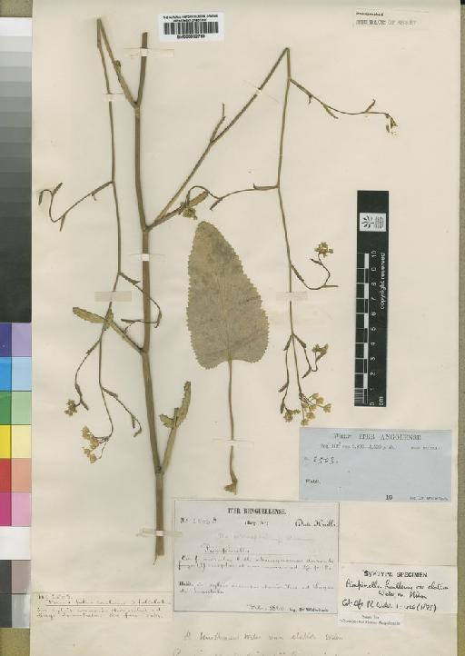 Pimpinella huillensis Engl. - BM000902753