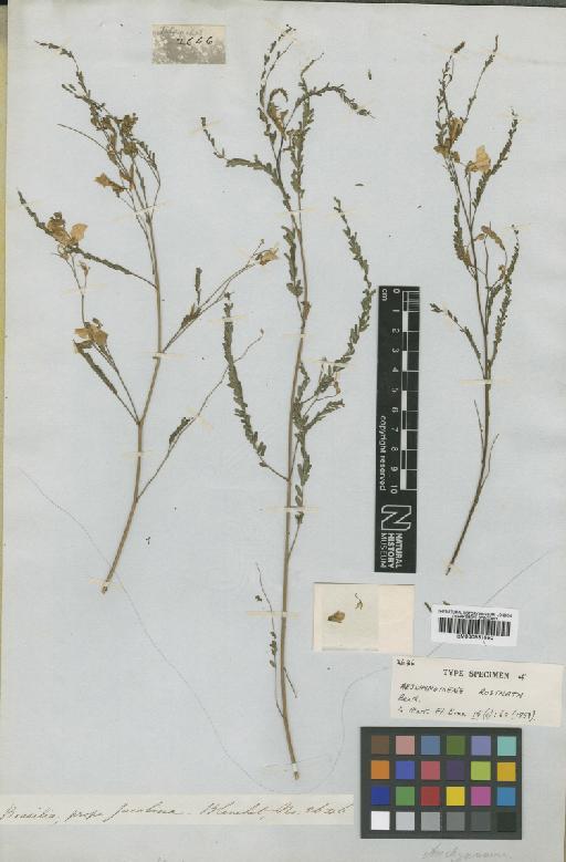 Aeschynomene rostrata Benth. - BM000931550