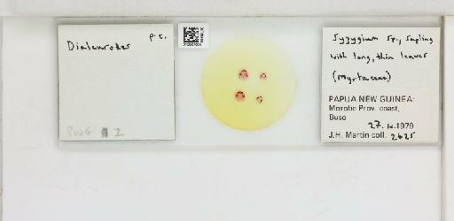 Dialeurodes minahassai Martin, 1989 - 013501605_117716_1092028_157772_NonType