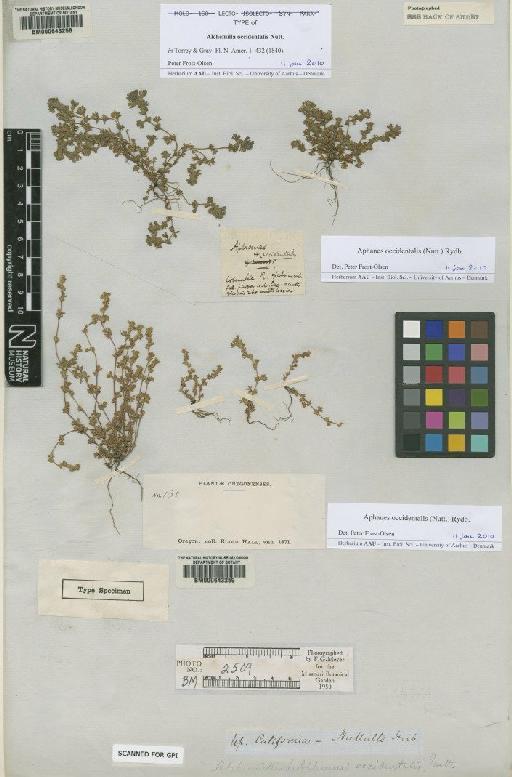 Aphanes occidentalis (Nutt.) Rydb. - BM000643259