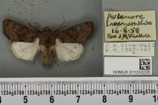 Aporophyla lueneburgensis (Freyer, 1848) - NHMUK_011243226_644350