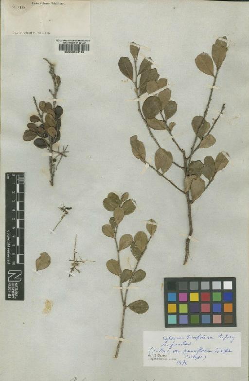 Xylosma buxifolium Gray - BM000624187