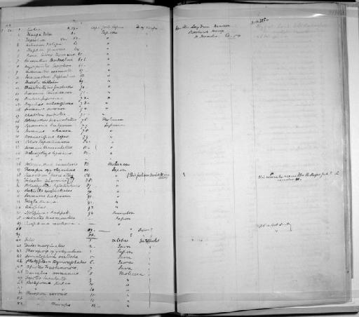 Anoplus sp - Zoology Accessions Register: Mammals: 1841 - 1844: page 213