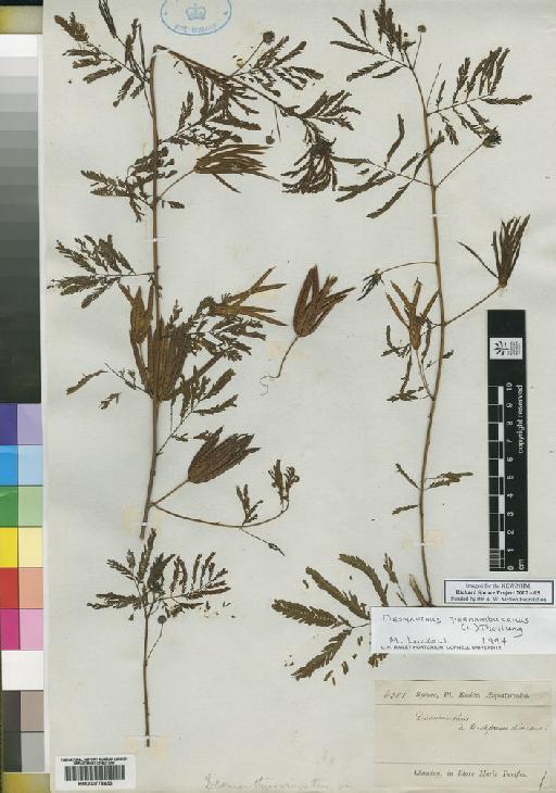 Desmanthus virgatus (L.) Willd. - Spruce - BM000778453
