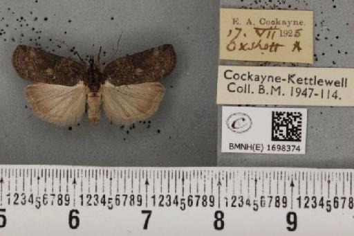 Nycteola revayana ab. nigricans Sheldon, 1919 - BMNHE_1698374_295275