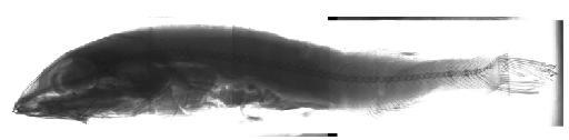 Alepocephalus australis Barnard, 1923 - BMNH 2002.3.2.120, Alepocephalus australis, radiograph