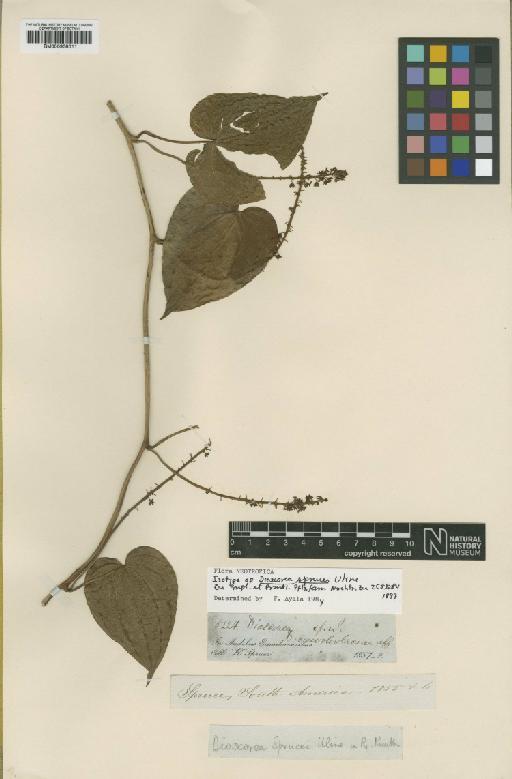 Dioscorea sprucei Uline ex R.Knuth - BM000938011