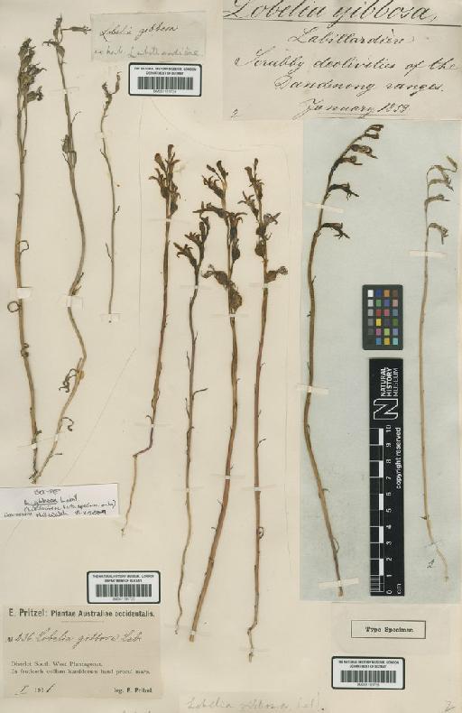 Lobelia gibbosa Labill. - BM001191724